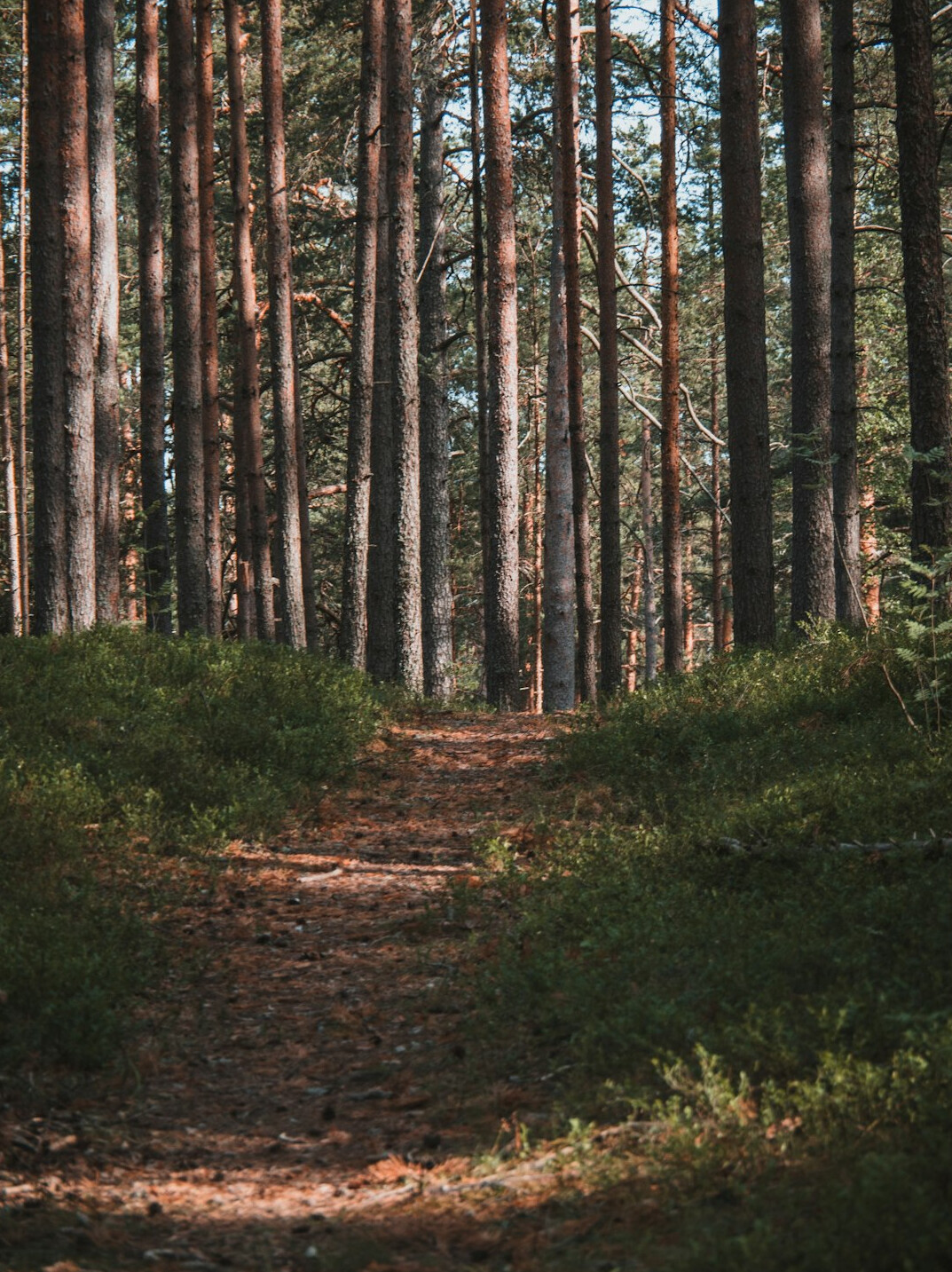 healthy forest trail