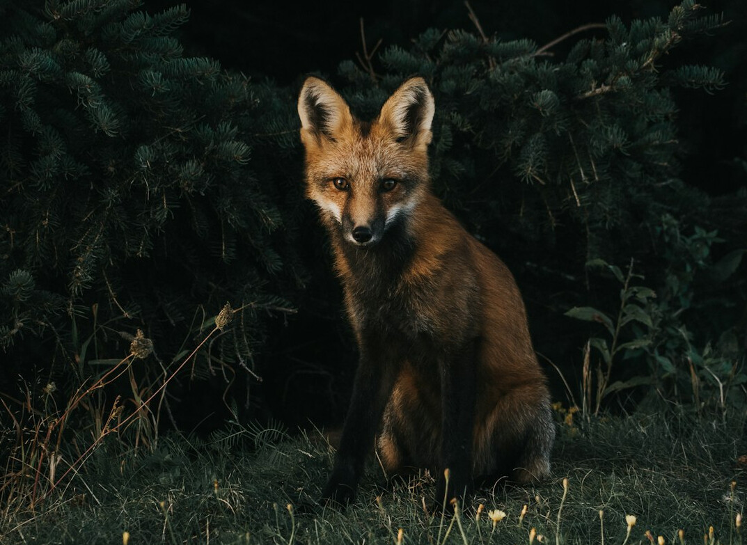 Red fox standing in a grassy field