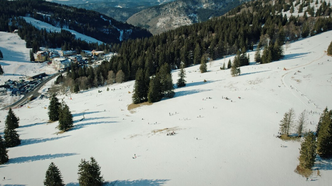 drone flying over forest