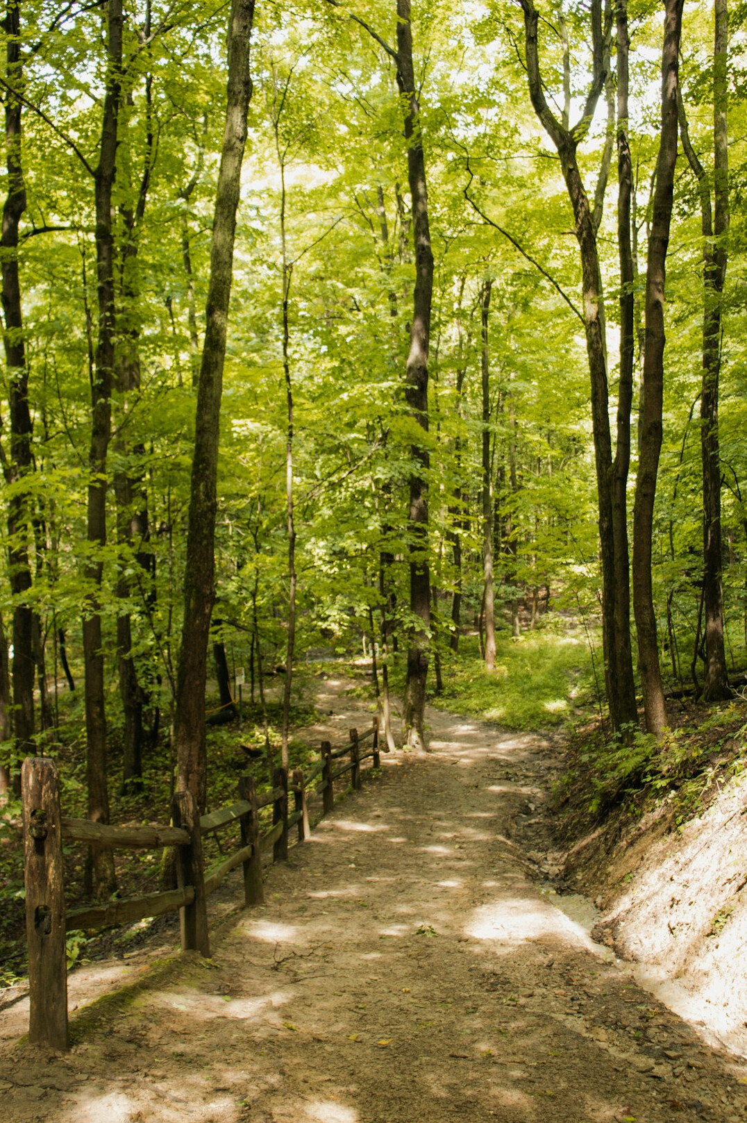 Forest path surrounded by green trees