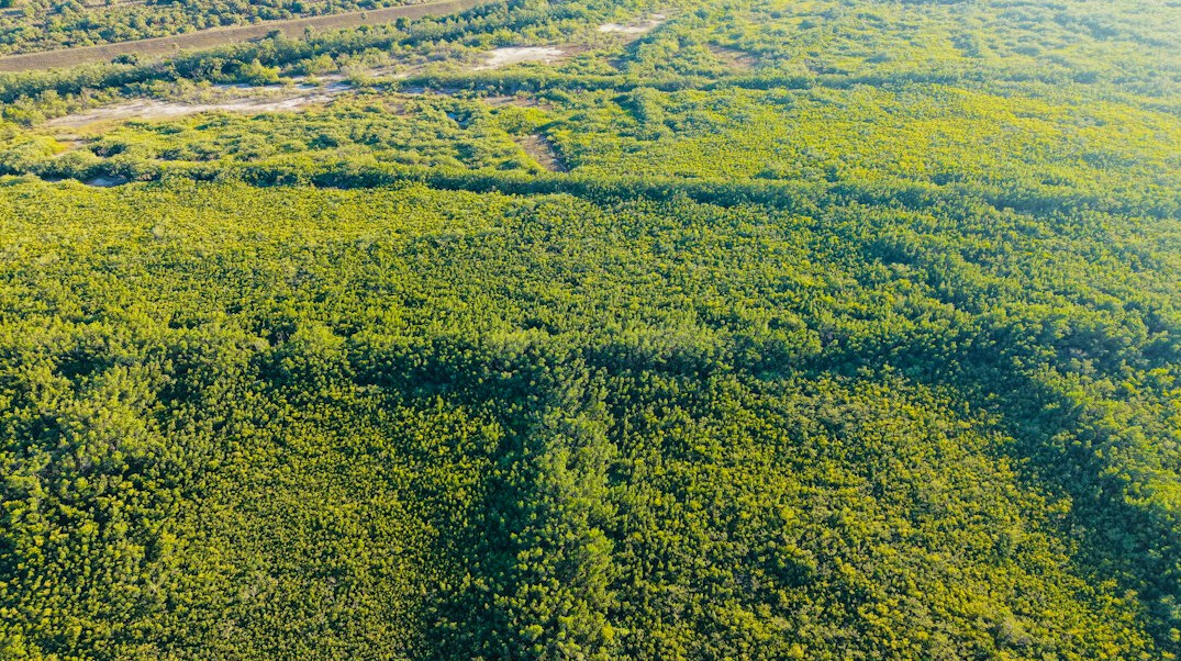 drone over green ecosystem