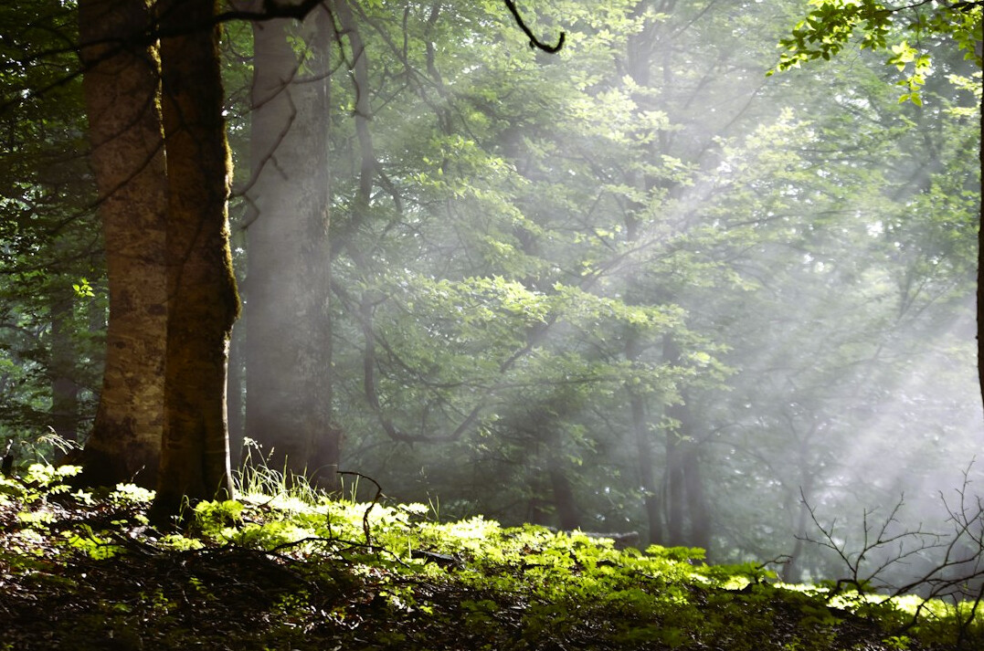 Sunlight filtering through a misty green forest