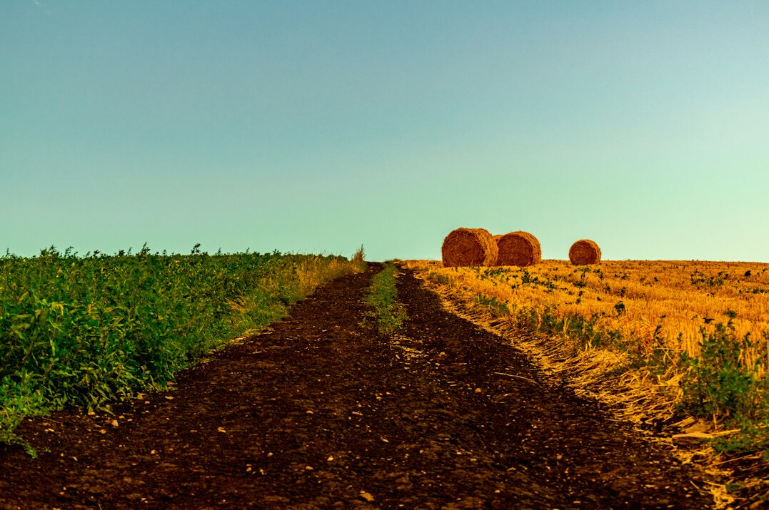 Agricultural field with rows of crops at sunset