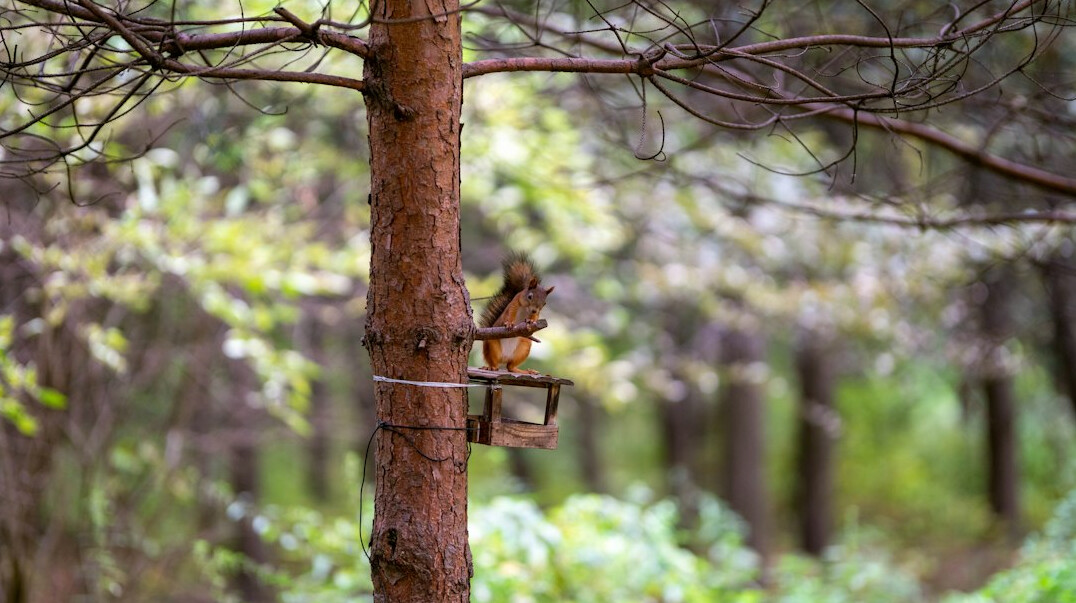 camera trap wildlife