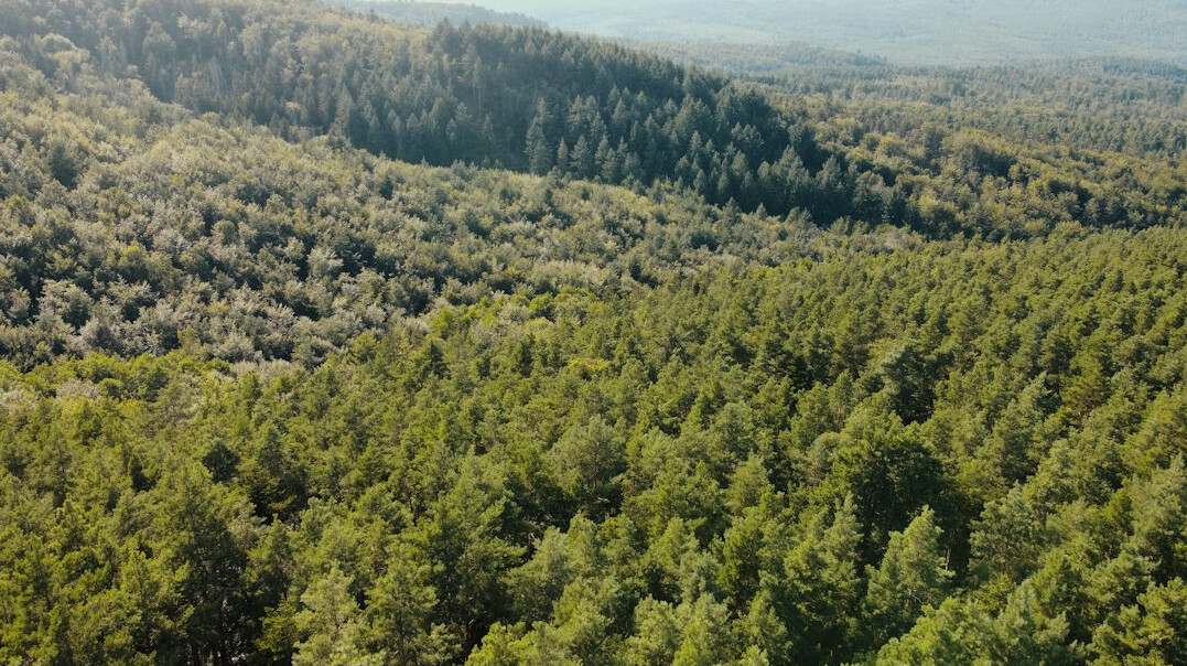 drone flying over forest